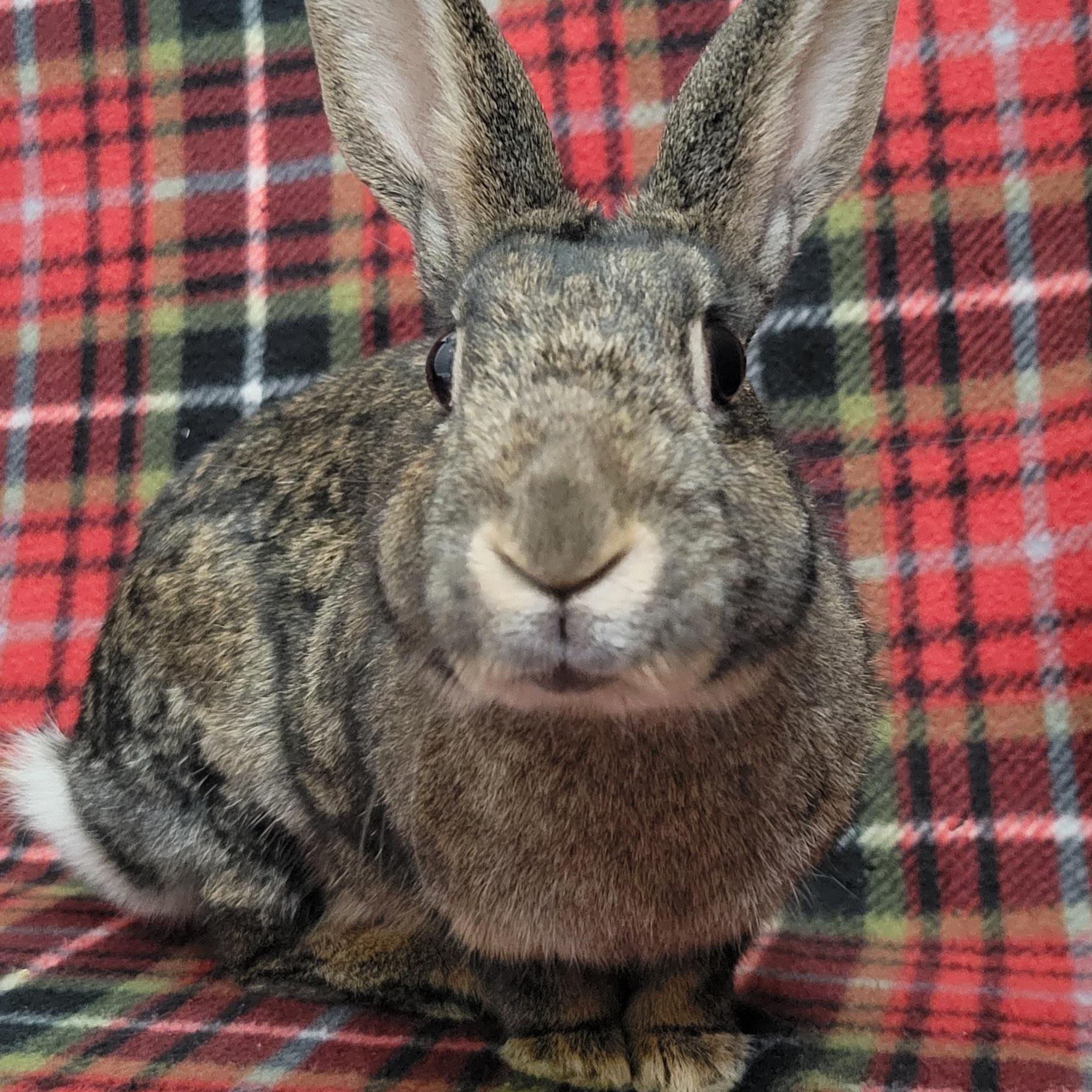 Enlarge Clove, a ADOPTABLE mixed breed in Pittsburgh, PA image 2/6