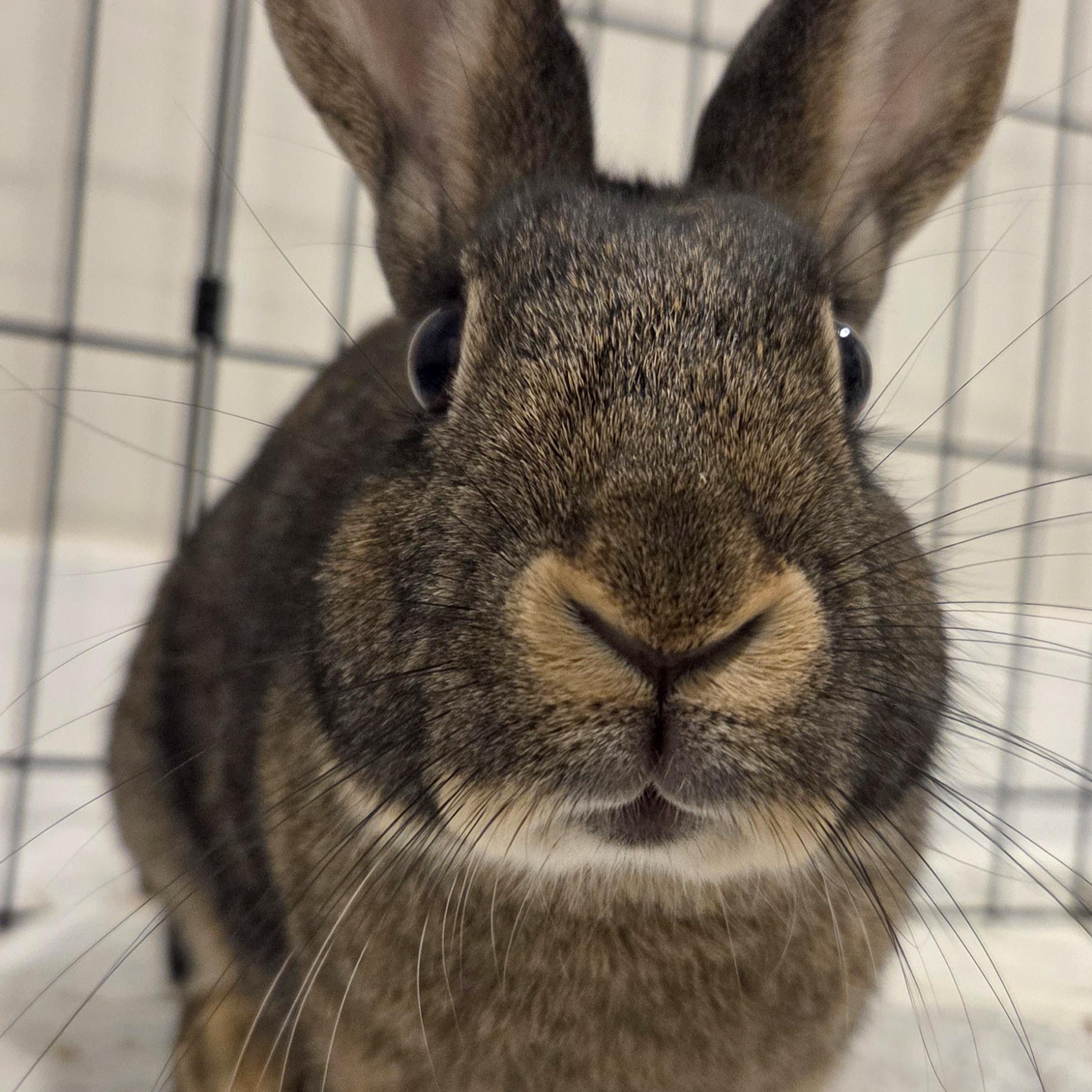 Clove, ADOPTABLE, Adult Female American.