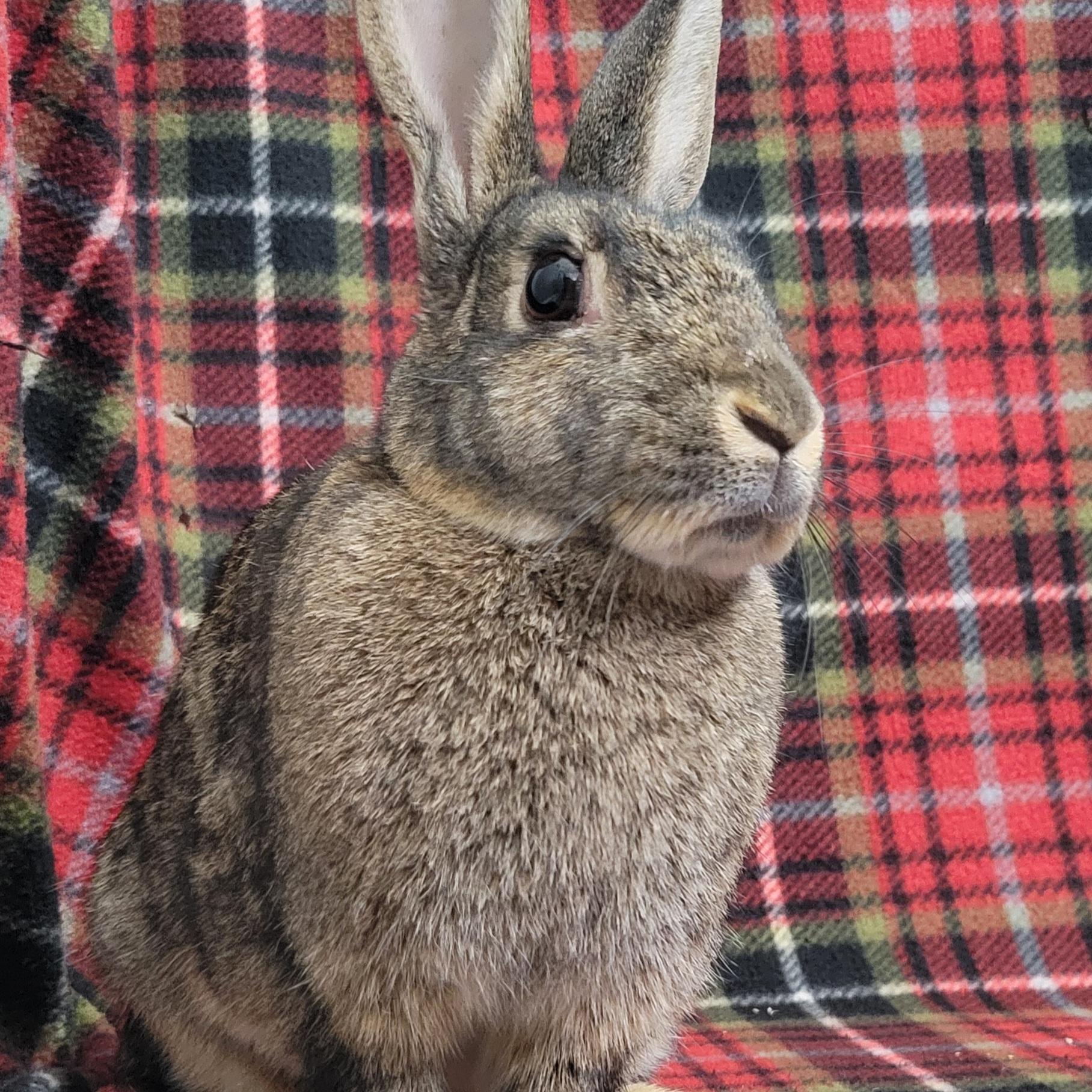 Enlarge Clove, a ADOPTABLE mixed breed in Pittsburgh, PA image 4/6