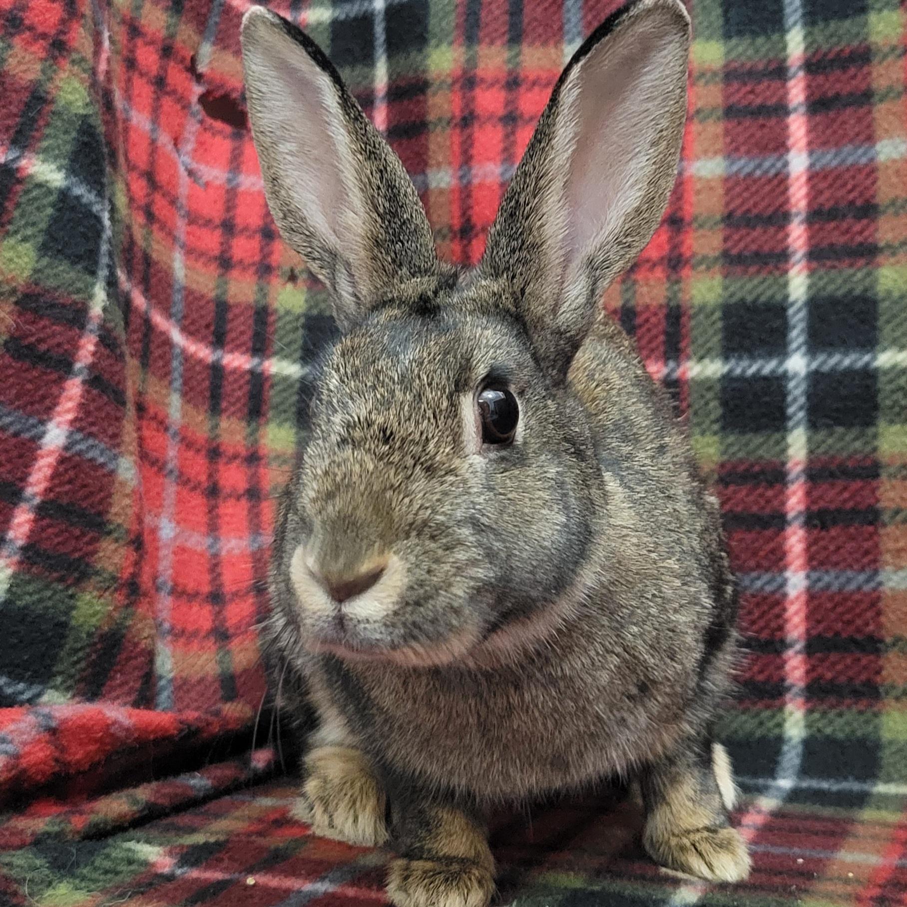 Enlarge Clove, a ADOPTABLE mixed breed in Pittsburgh, PA image 5/6