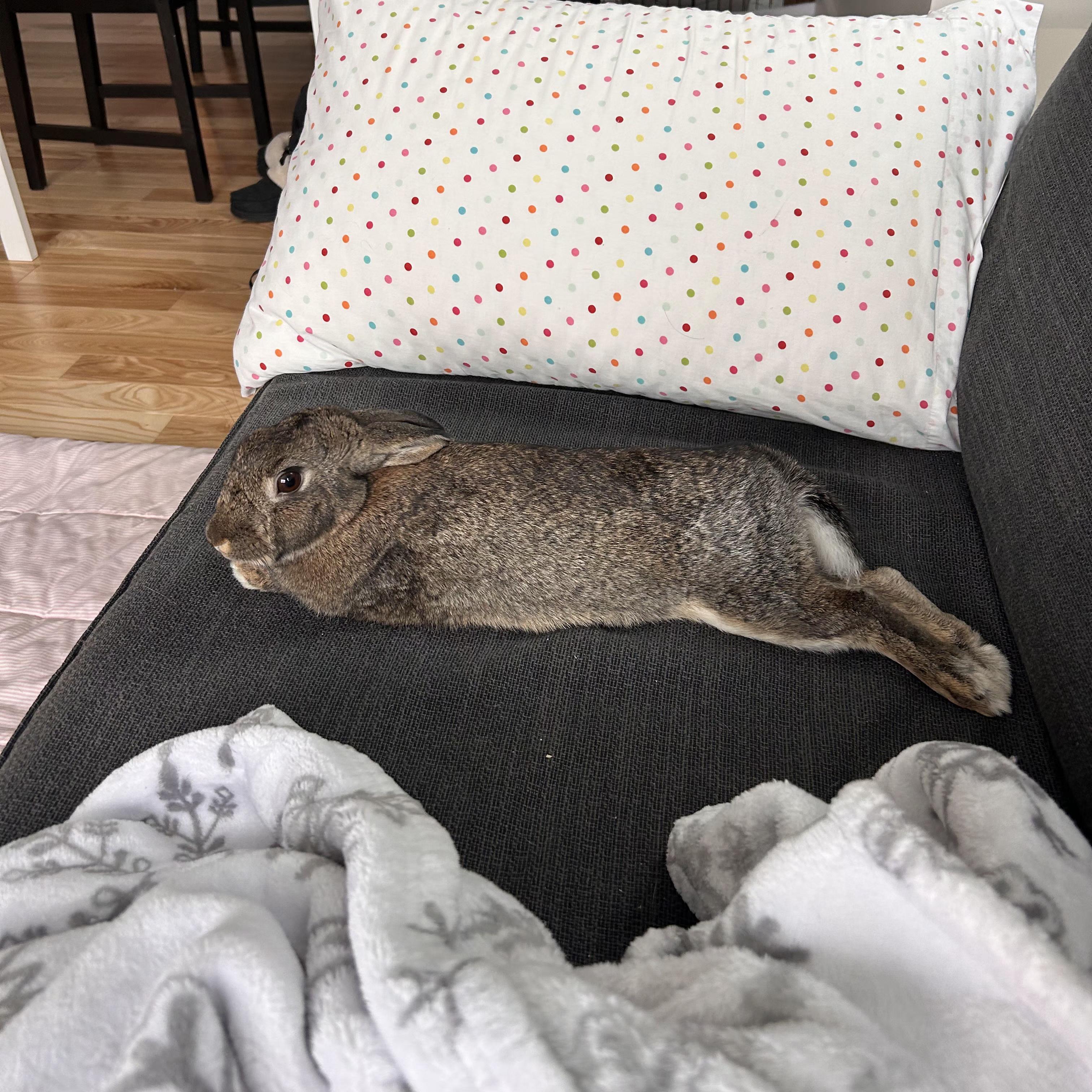 Enlarge Clove, a ADOPTABLE mixed breed in Pittsburgh, PA image 2/6