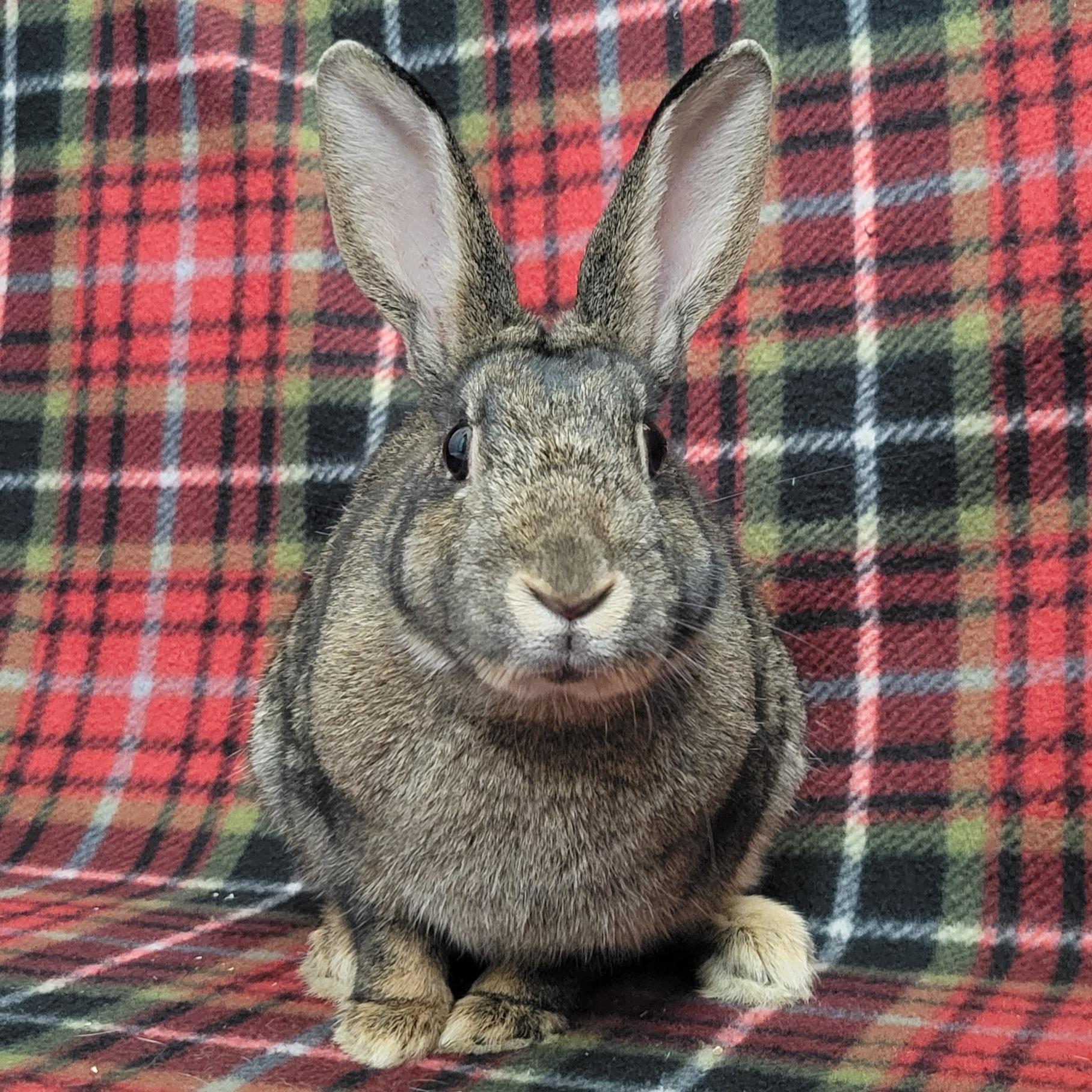 Enlarge Clove, a ADOPTABLE mixed breed in Pittsburgh, PA image 6/6