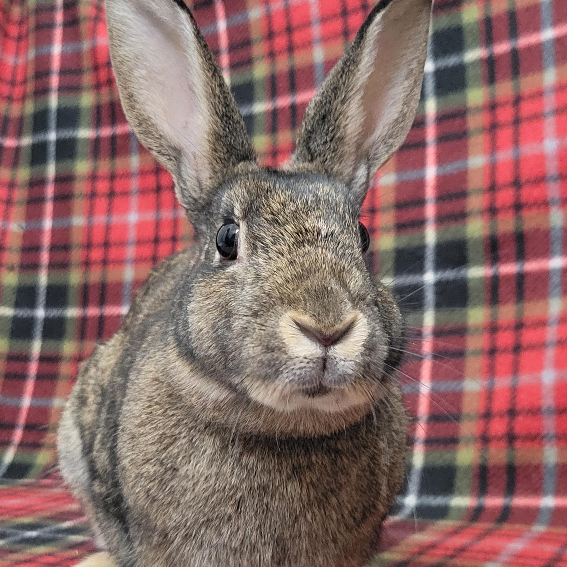 Enlarge Clove, a ADOPTABLE mixed breed in Pittsburgh, PA image 1/6