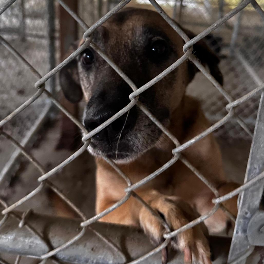 Enlarge ELM 60 (Sadie), a Adoptable Mixed Breed in Gadsden, AL image 1/1