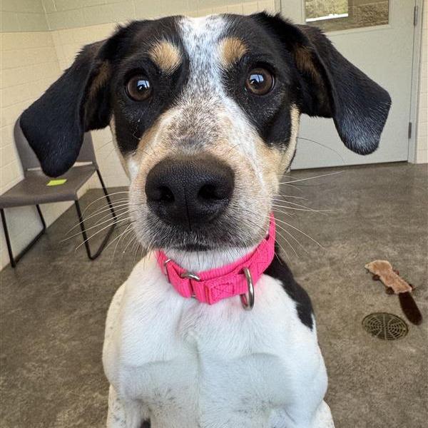 Lovey, a Adoptable mixed breed in Melbourne, KY image 1/6