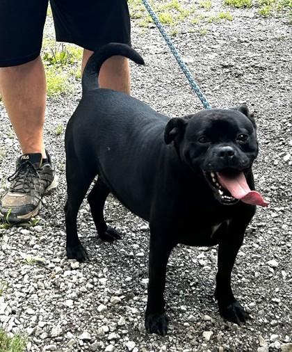 Enlarge Gatsby, a Adoptable mixed breed in Madison, NJ image 1/1