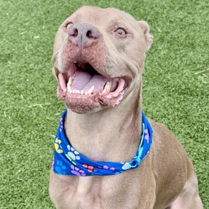 Pluto, Adoptable, Adult Male Mixed Breed & Mixed Breed.