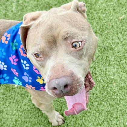 Enlarge Pluto, a Adoptable mixed breed in Largo, FL image 2/3