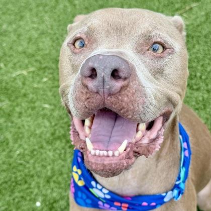 Enlarge Pluto, a Adoptable mixed breed in Largo, FL image 3/3