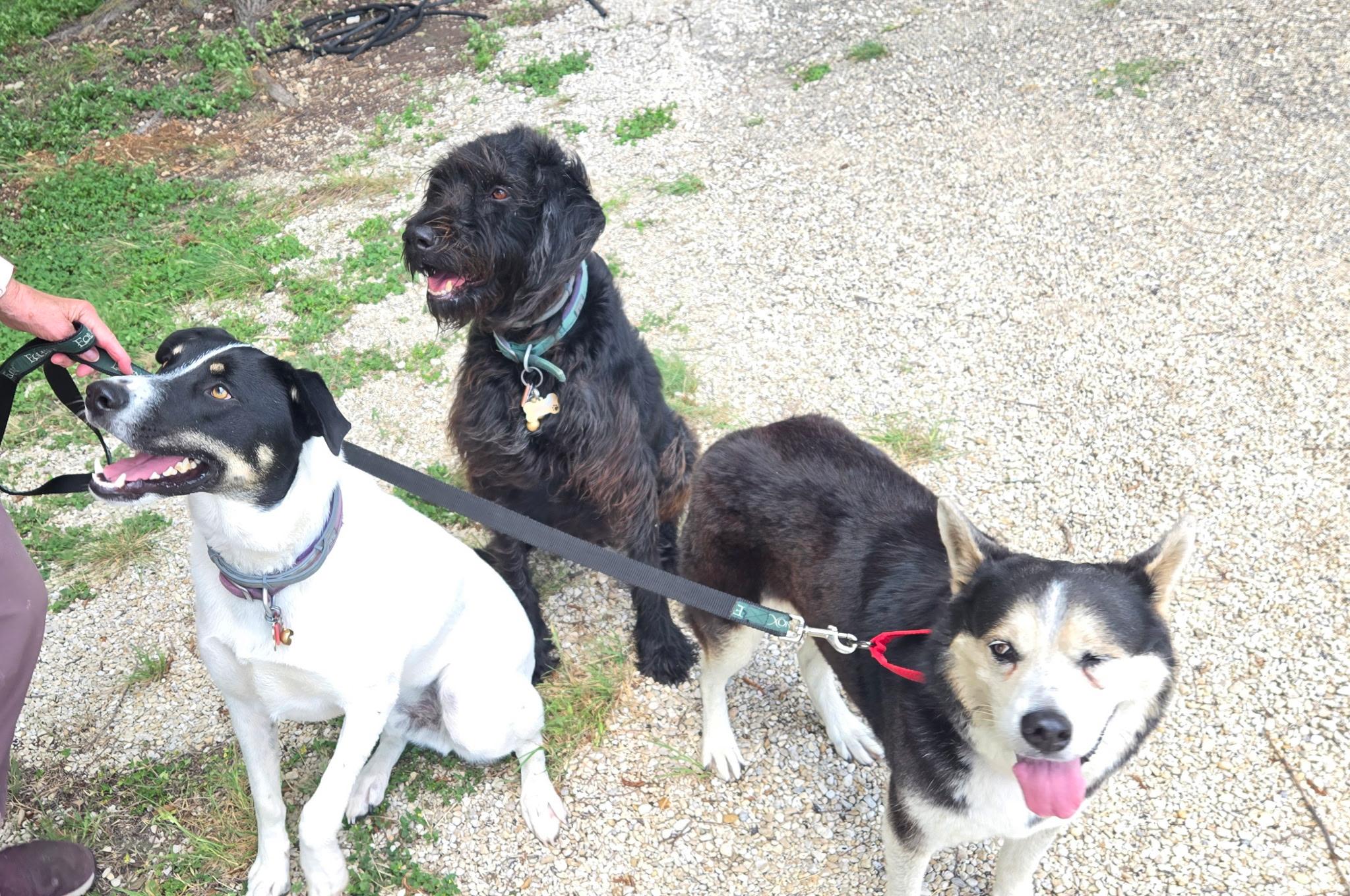 "Sasha" the husky mix, a Adoptable mixed breed in Kerrville, TX image 2/3