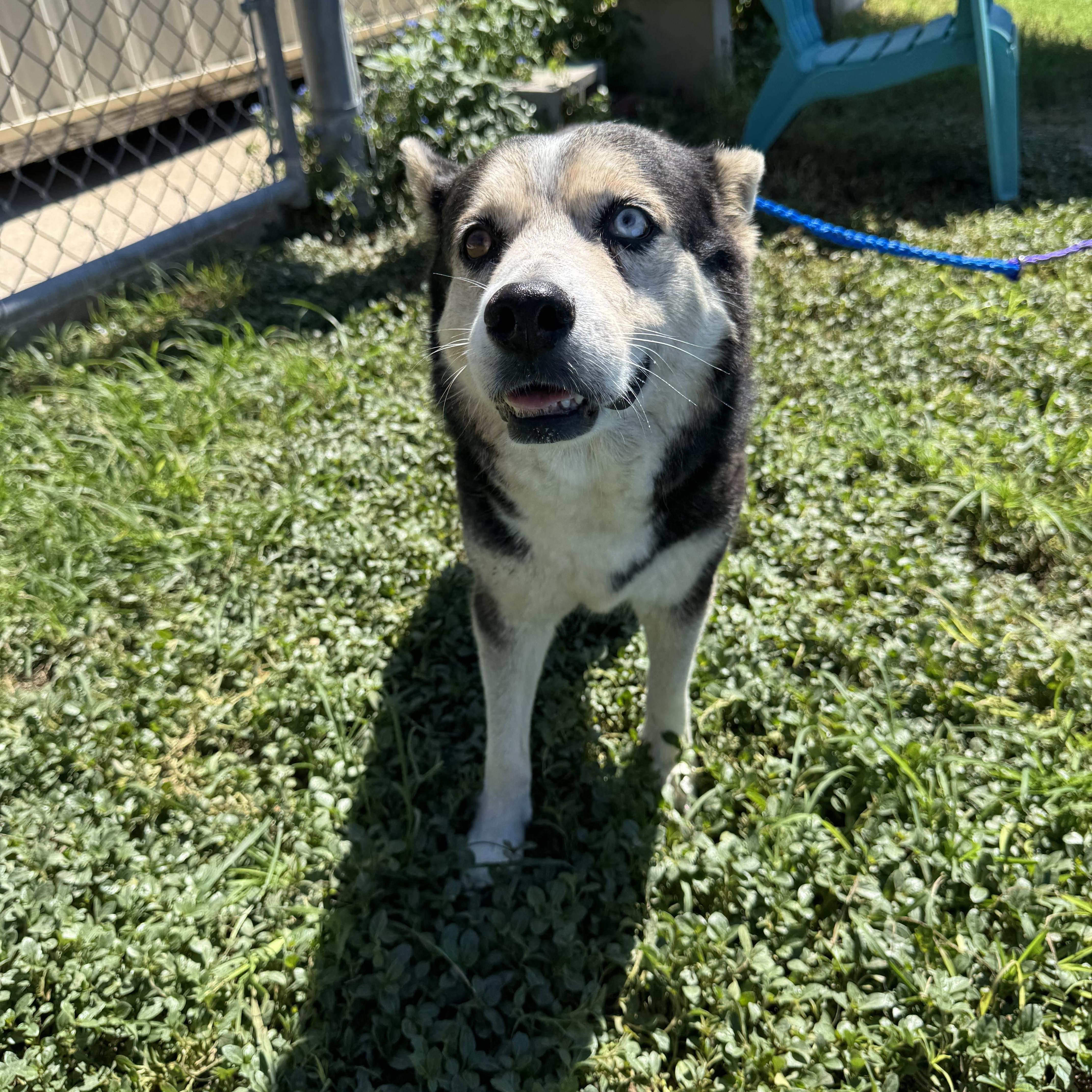"Sasha" the husky mix, a Adoptable mixed breed in Kerrville, TX image 1/3