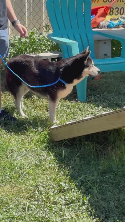 Enlarge "Sasha" the husky mix, a Adoptable mixed breed in Kerrville, TX video 3/3