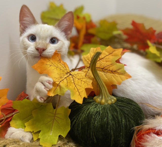 Cat for adoption Pietro & Piccolo, a Siamese & Domestic Short Hair