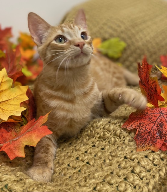 Cat for adoption Pietro & Piccolo, a Siamese & Domestic Short Hair