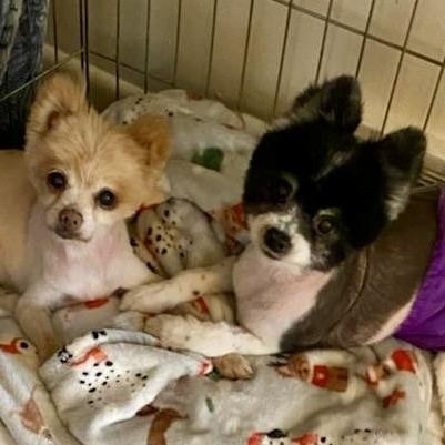 Jam and Jelly, Adoptable, Senior Male Pomeranian.