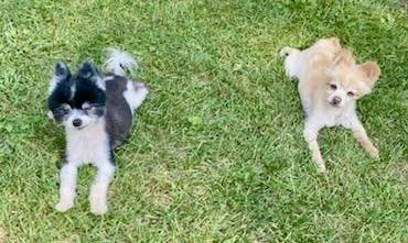 Jam and Jelly, a Adoptable Pomeranian in Lake Orion, MI image 2/2