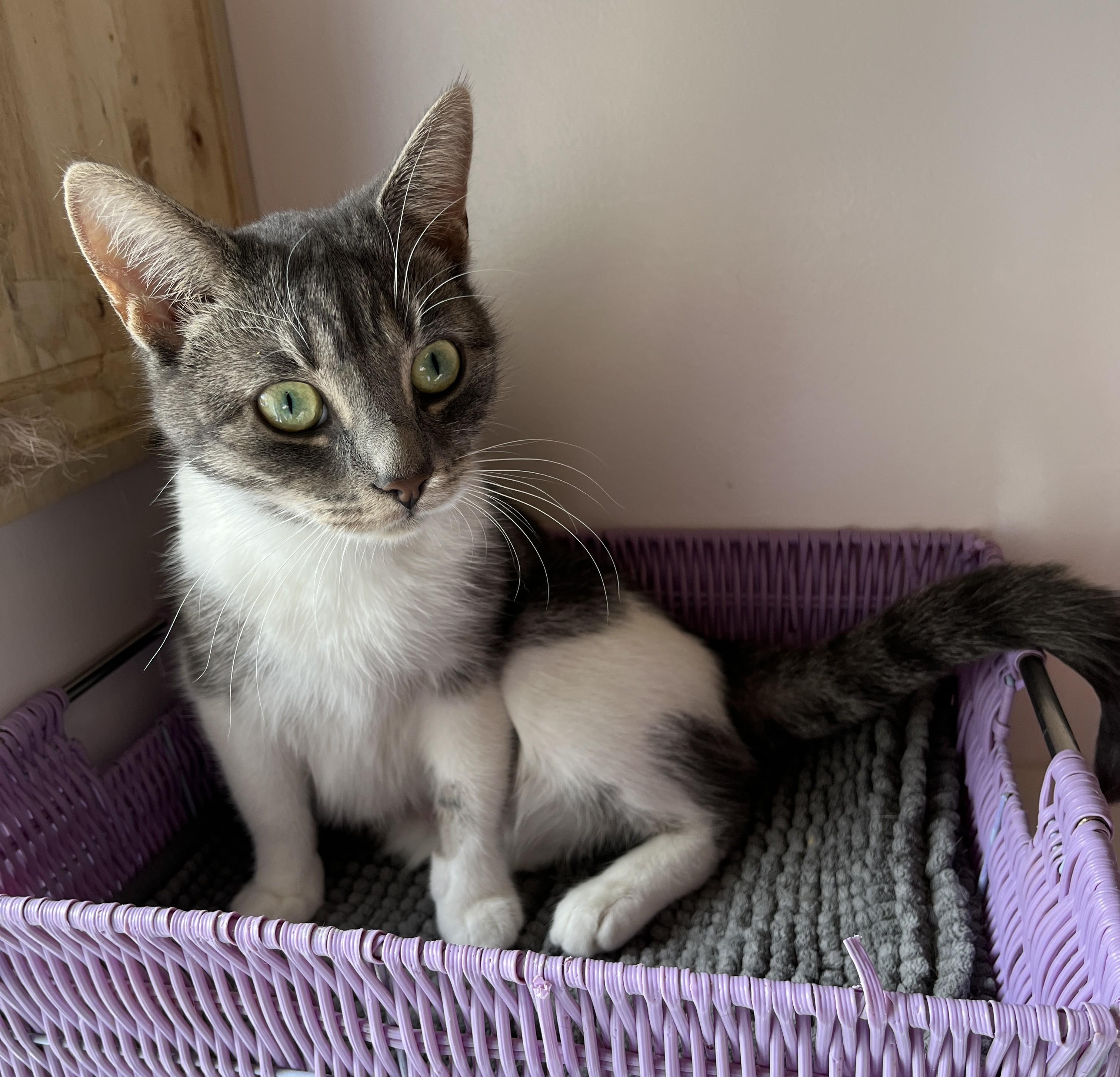 Enlarge MELISSA (CR/SC), an adopted Domestic Short Hair in Sainte-Angele-de-Monnoir, QC image 4/6
