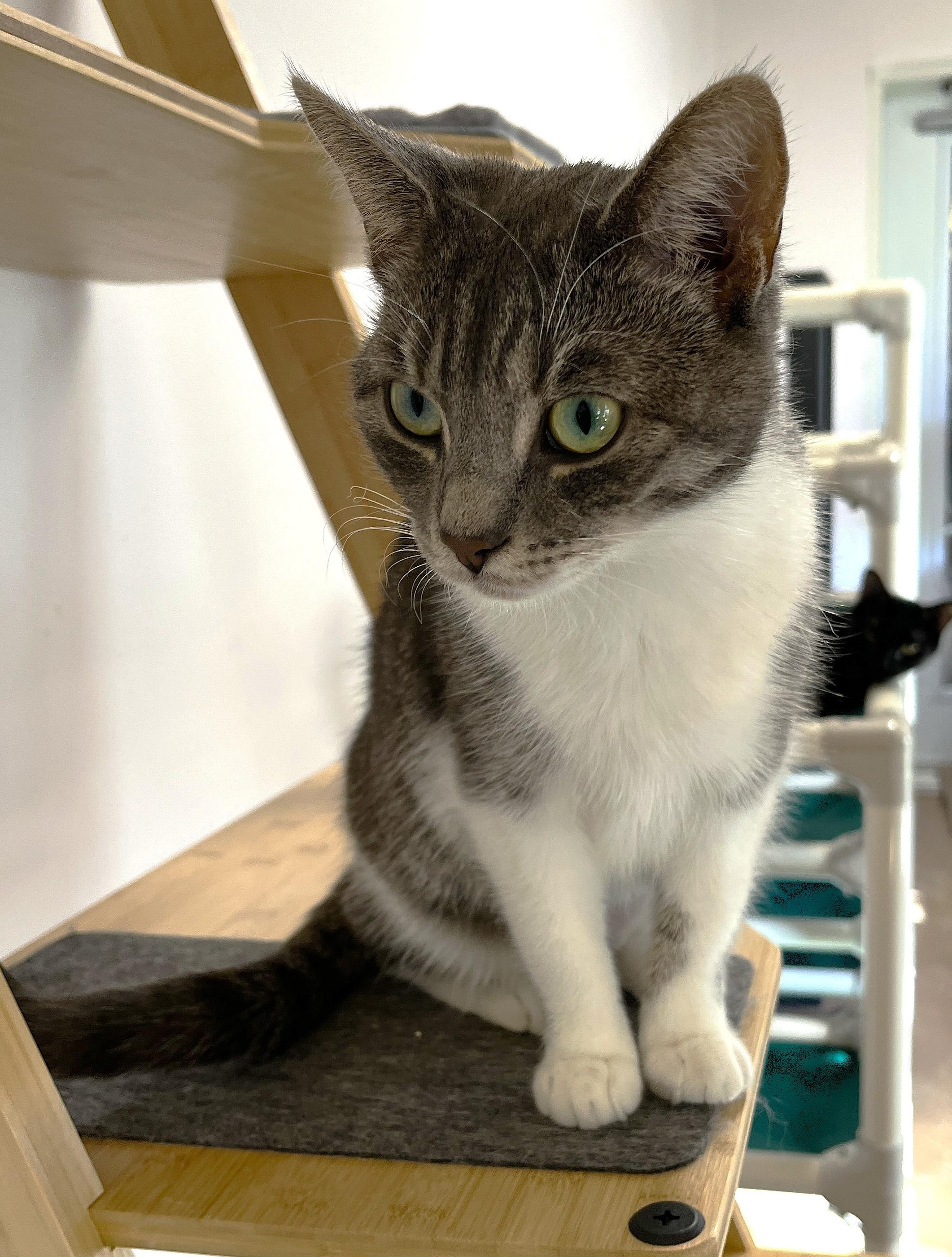 Enlarge MELISSA (CR/SC), an adopted Domestic Short Hair in Sainte-Angele-de-Monnoir, QC image 2/6