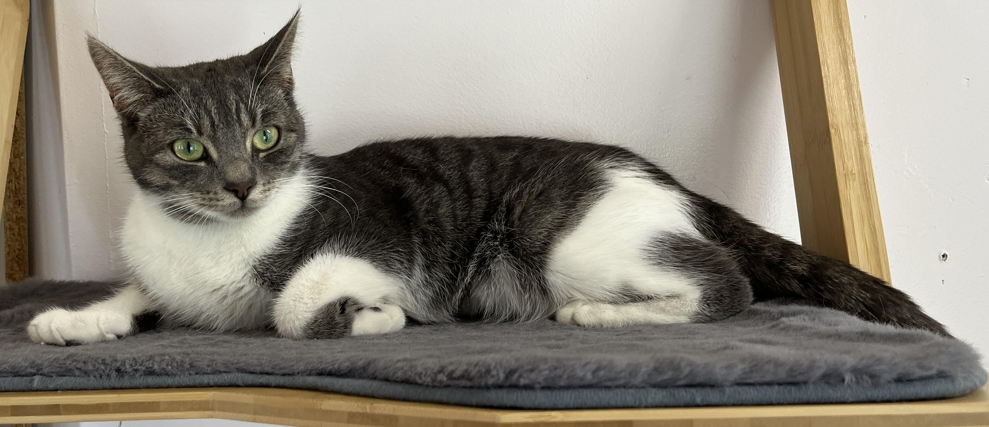 Enlarge MELISSA (CR/SC), an adopted Domestic Short Hair in Sainte-Angele-de-Monnoir, QC image 3/6
