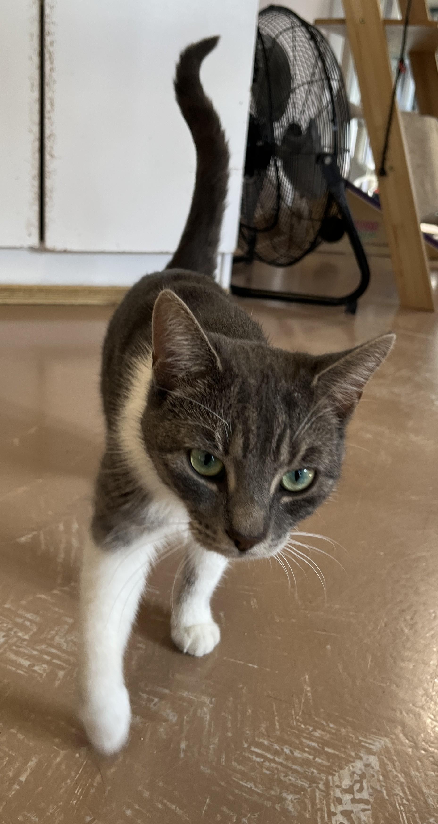 Enlarge MELISSA (CR/SC), an adopted Domestic Short Hair in Sainte-Angele-de-Monnoir, QC image 5/6