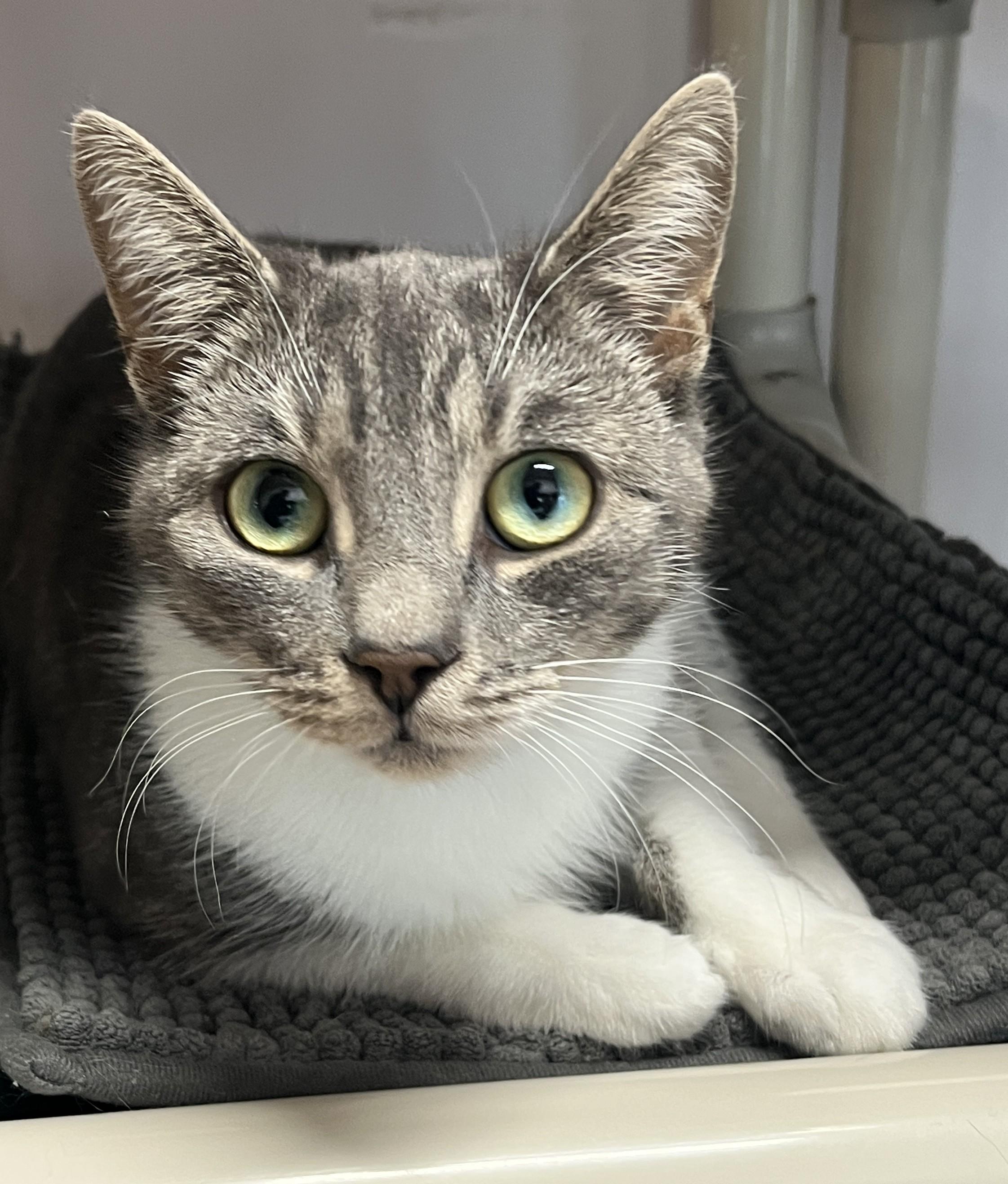 MELISSA (CR/SC), adopted, Young Female Domestic Short Hair.