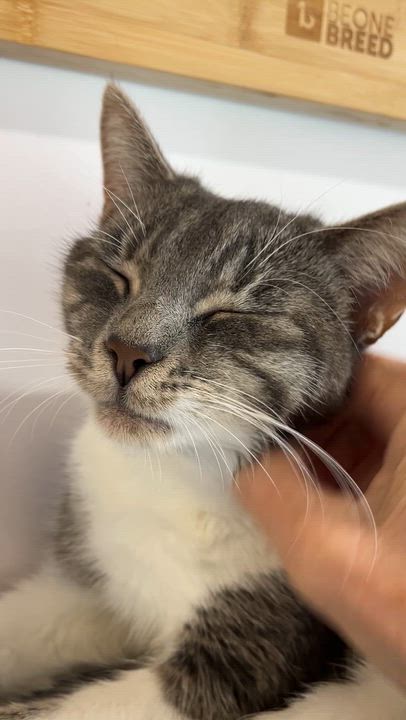 Enlarge MELISSA (CR/SC), an adopted Domestic Short Hair in Sainte-Angele-de-Monnoir, QC video 6/6