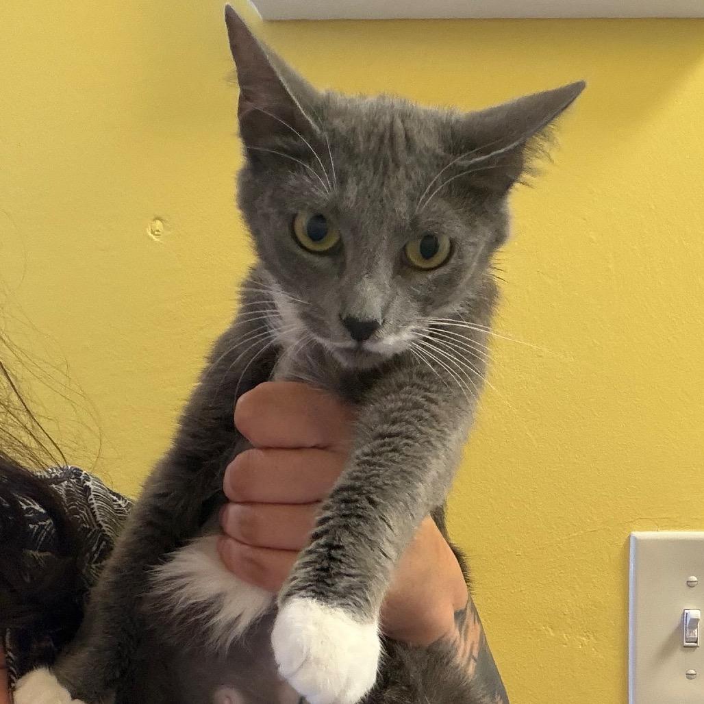 Joesphine, a Adoptable Domestic Short Hair in Webster, TX image 1/2