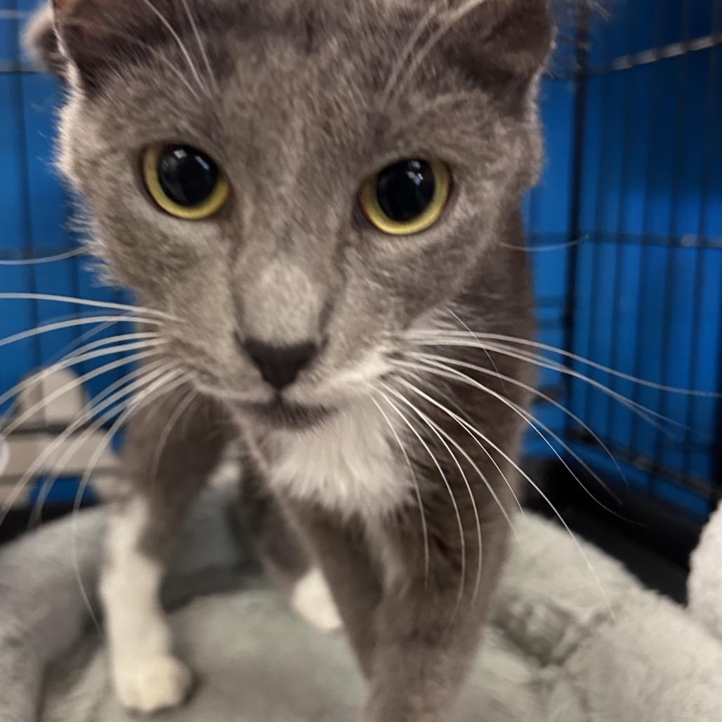 Joesphine, a Adoptable Domestic Short Hair in Webster, TX image 2/2