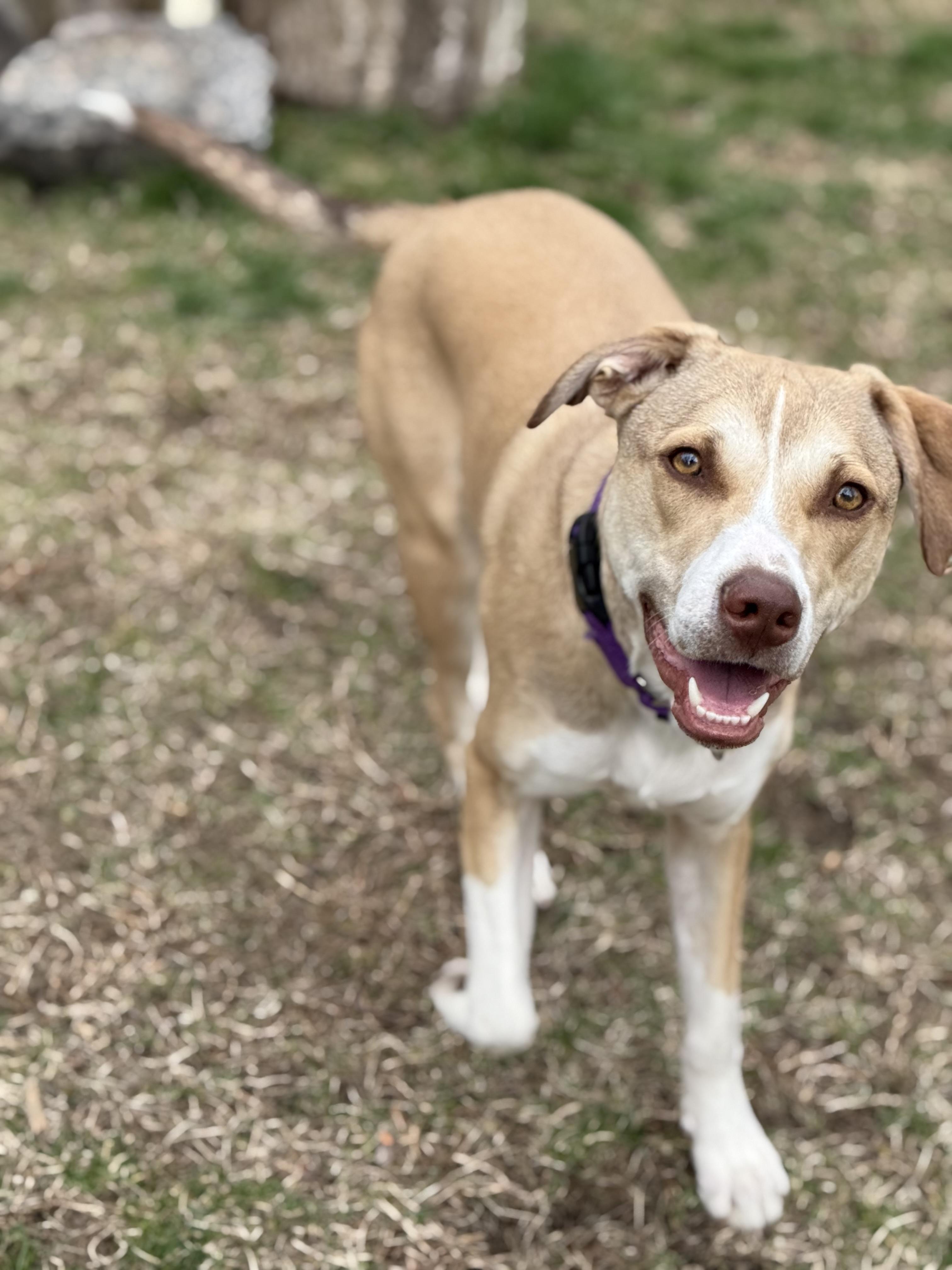 Willow, a Adoptable mixed breed in Yonkers, NY image 5/5