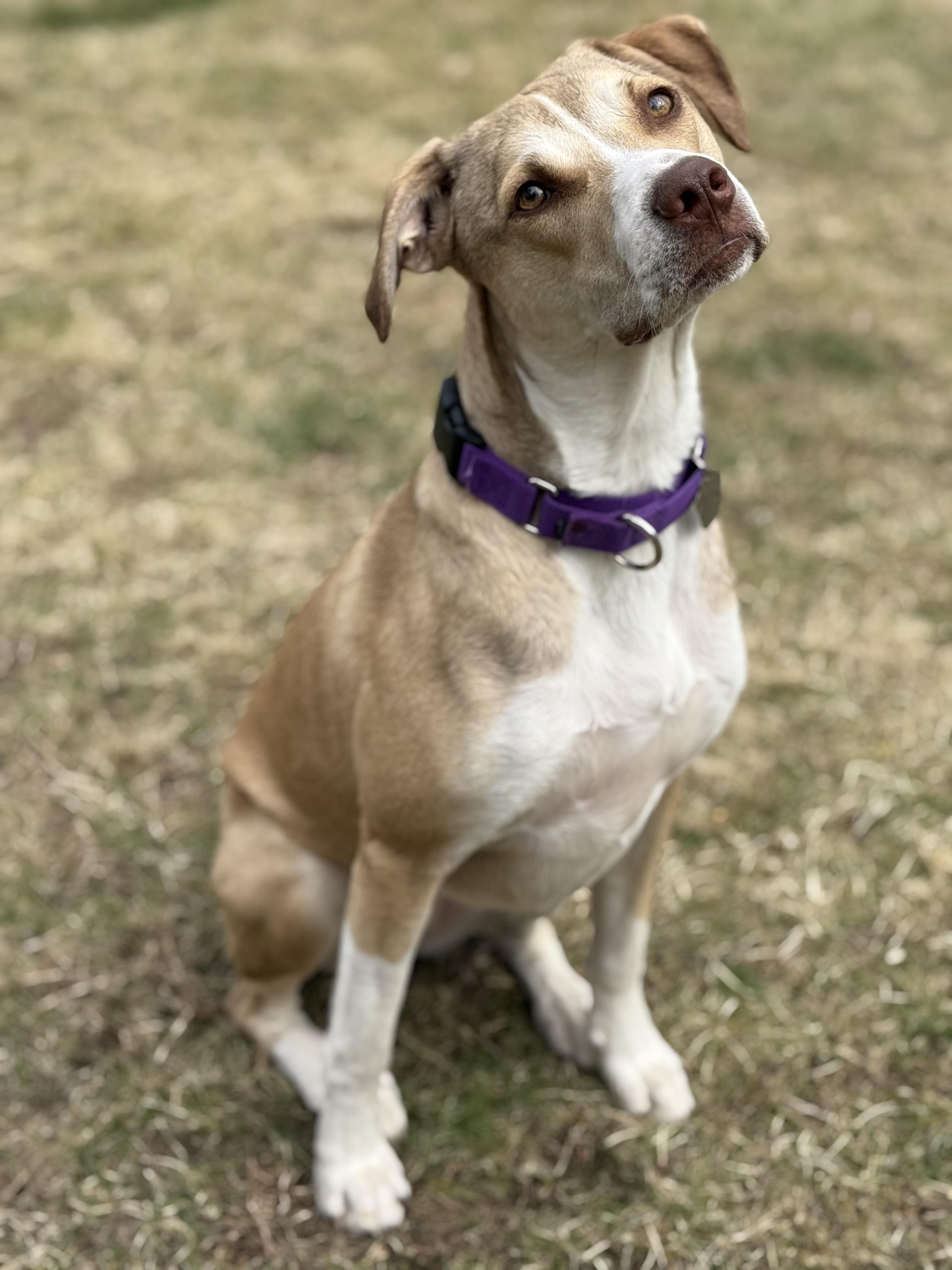 Willow, a Adoptable mixed breed in Yonkers, NY image 4/5