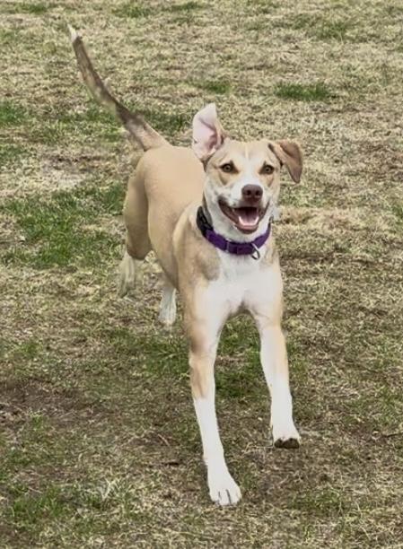 Willow, a Adoptable mixed breed in Yonkers, NY image 1/5