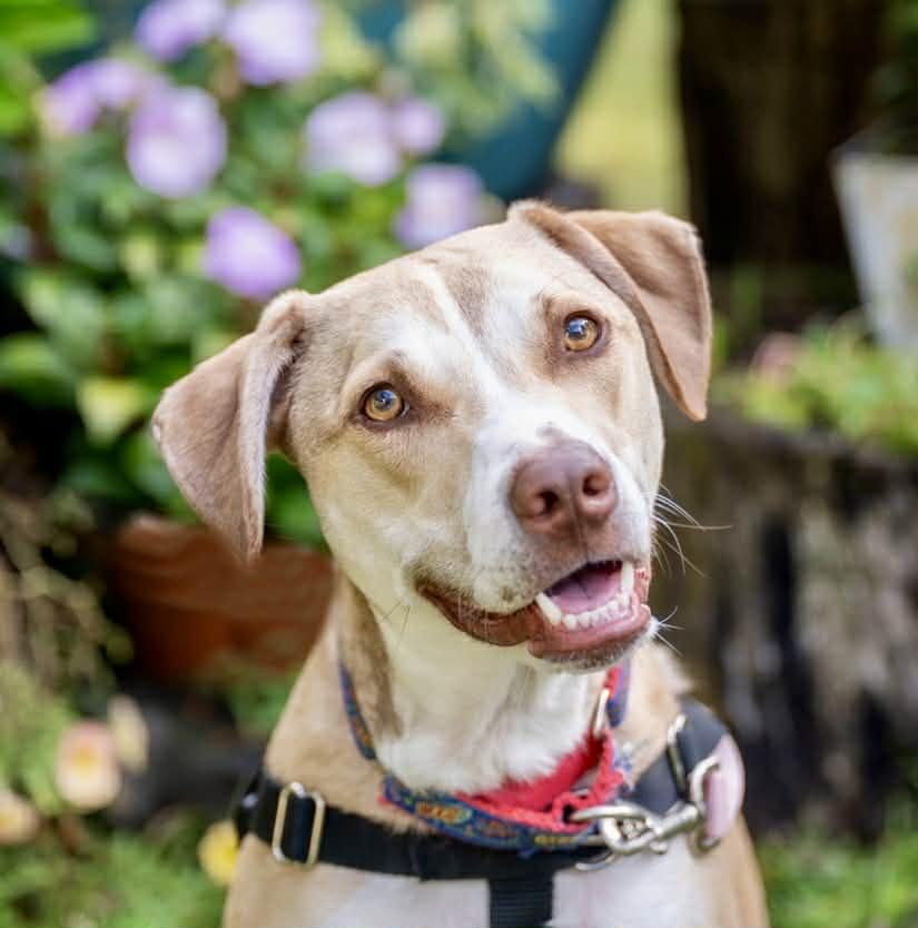 Willow, a Adoptable mixed breed in Yonkers, NY image 2/5