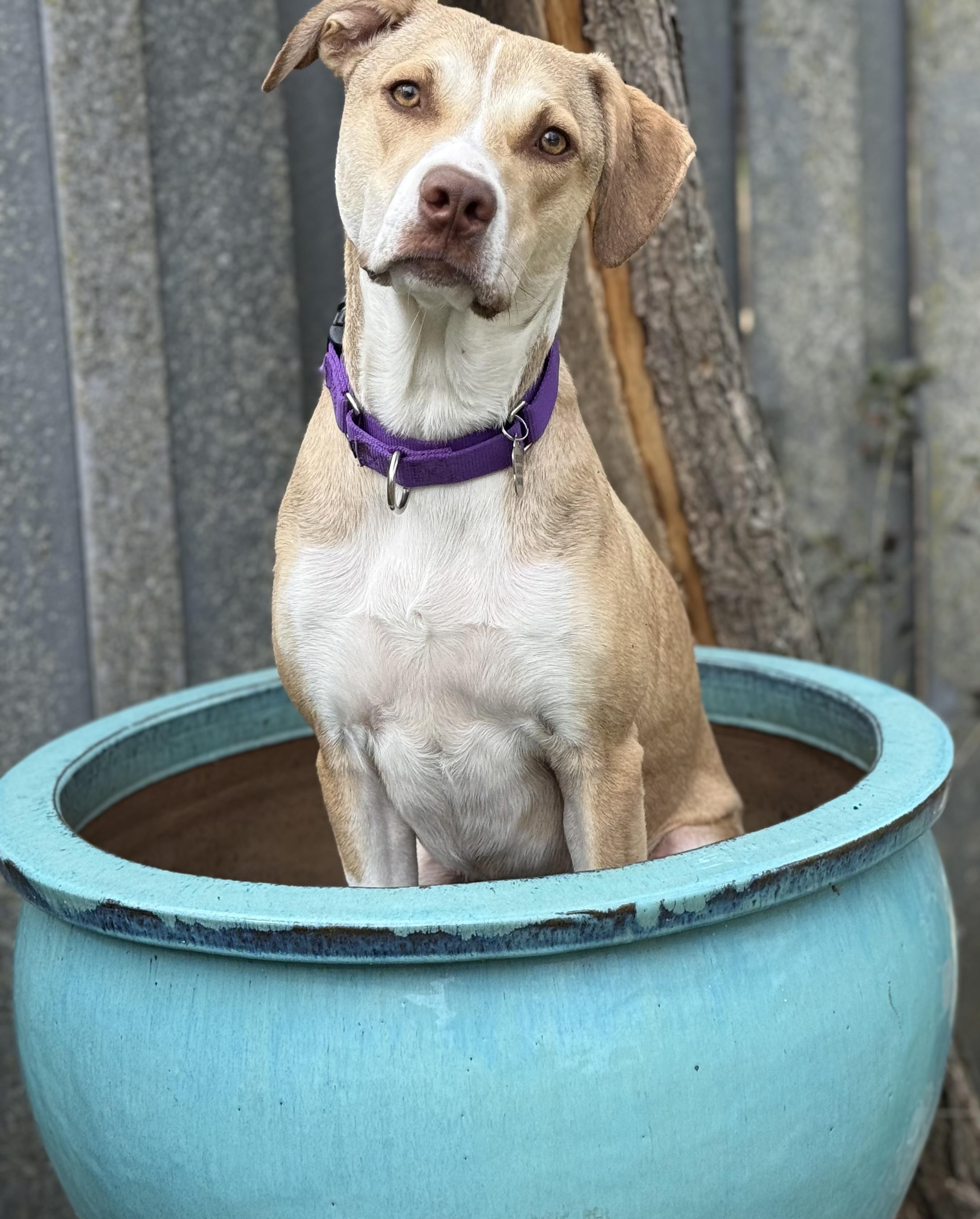 Willow, a Adoptable mixed breed in Yonkers, NY image 3/5