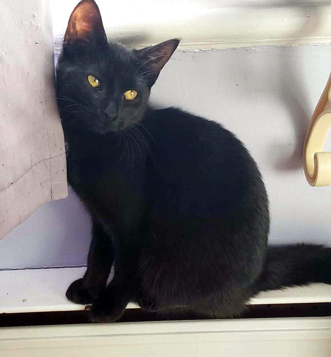 Alexia, ADOPTABLE, Young Female Domestic Short Hair.
