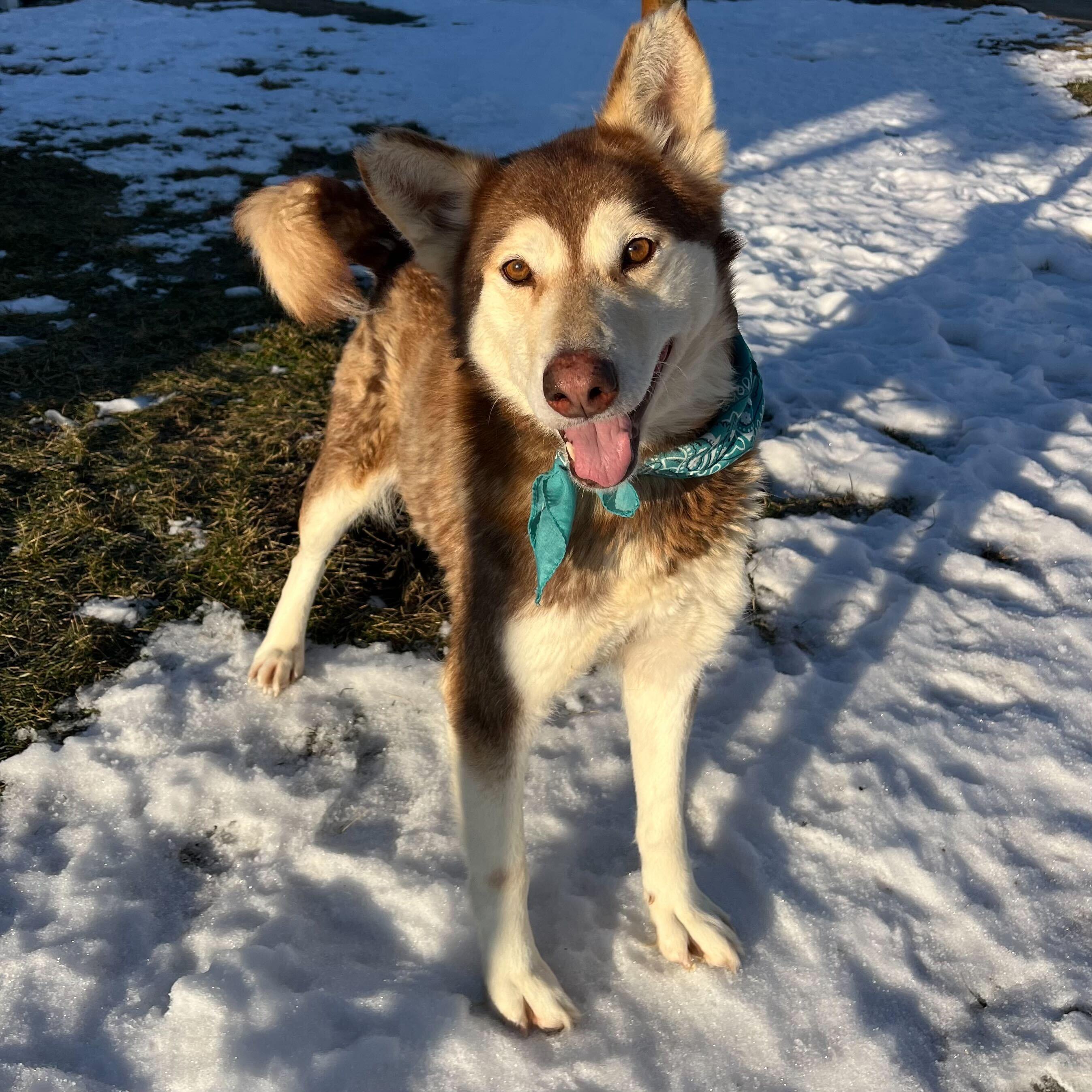 Enlarge Aurora, an adoptable Siberian Husky in Canal Winchester, OH image 4/4