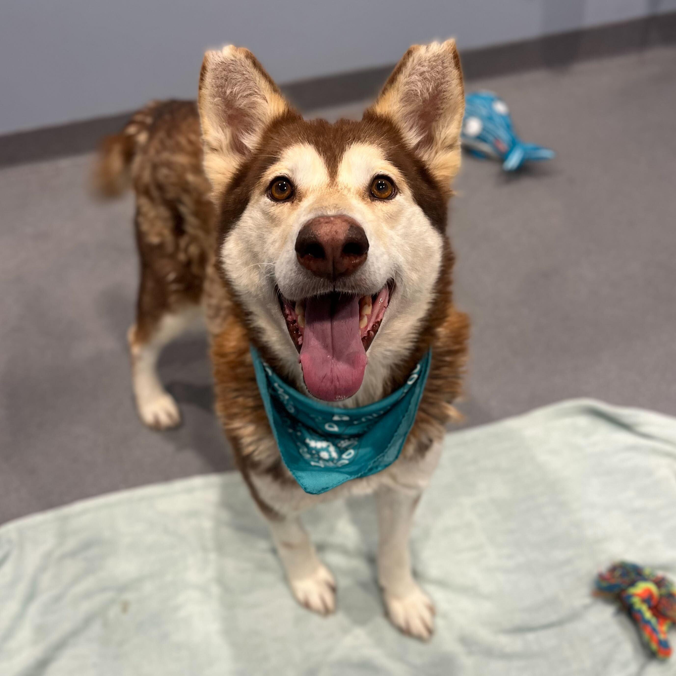 Enlarge Aurora, an adoptable Siberian Husky in Canal Winchester, OH image 2/4