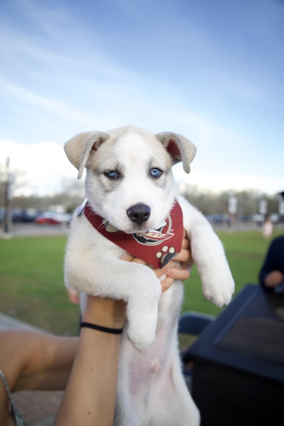 Walter, adoptable, Puppy Male Husky & Shepherd.
