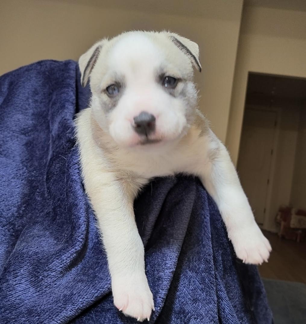 Willa, ADOPTABLE, Puppy Female Husky.
