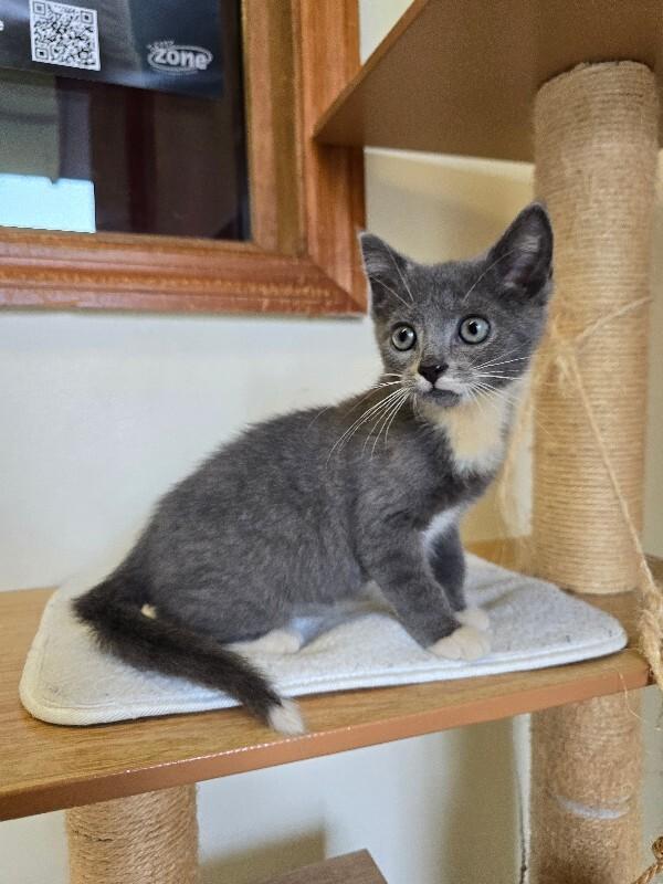 Enlarge Mittens, a Adoptable Domestic Short Hair in Cortland, NY image 1/3