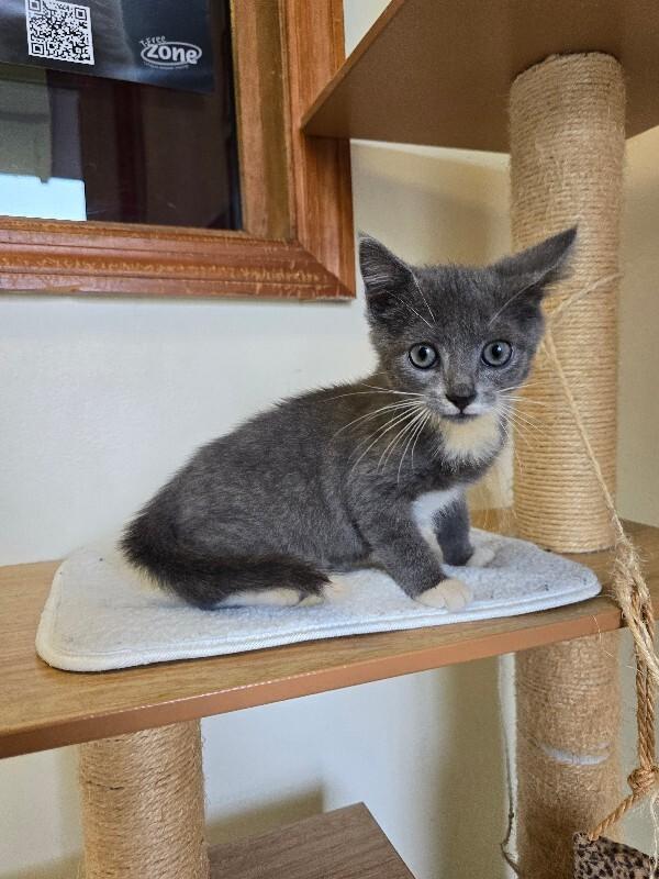 Enlarge Mittens, a Adoptable Domestic Short Hair in Cortland, NY image 2/3