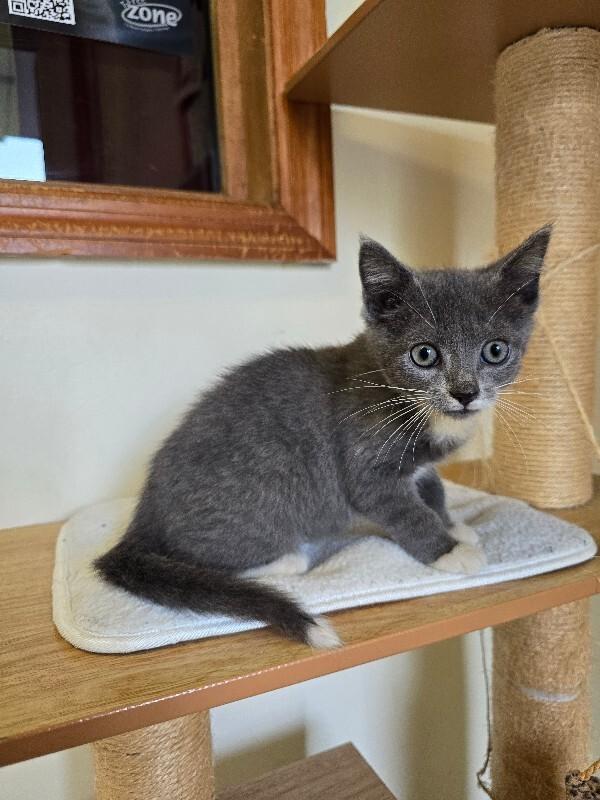 Enlarge Mittens, a Adoptable Domestic Short Hair in Cortland, NY image 3/3