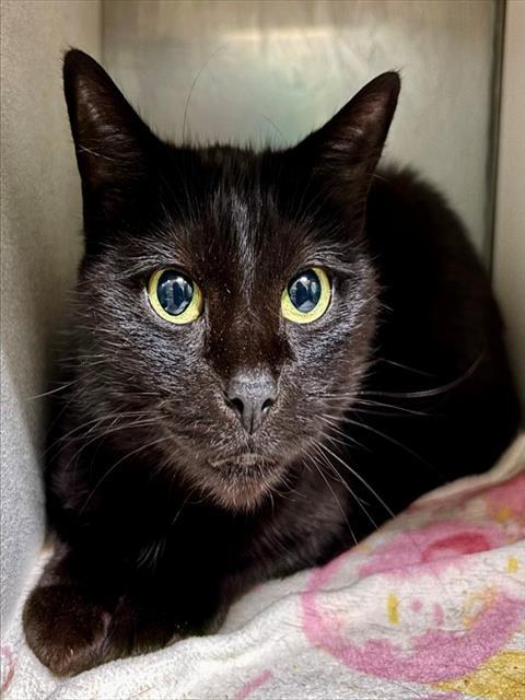 TIPPY, Adoptable, Young Female Domestic Short Hair.