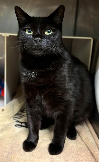 TIPPY, Adoptable, Young Female Domestic Short Hair.
