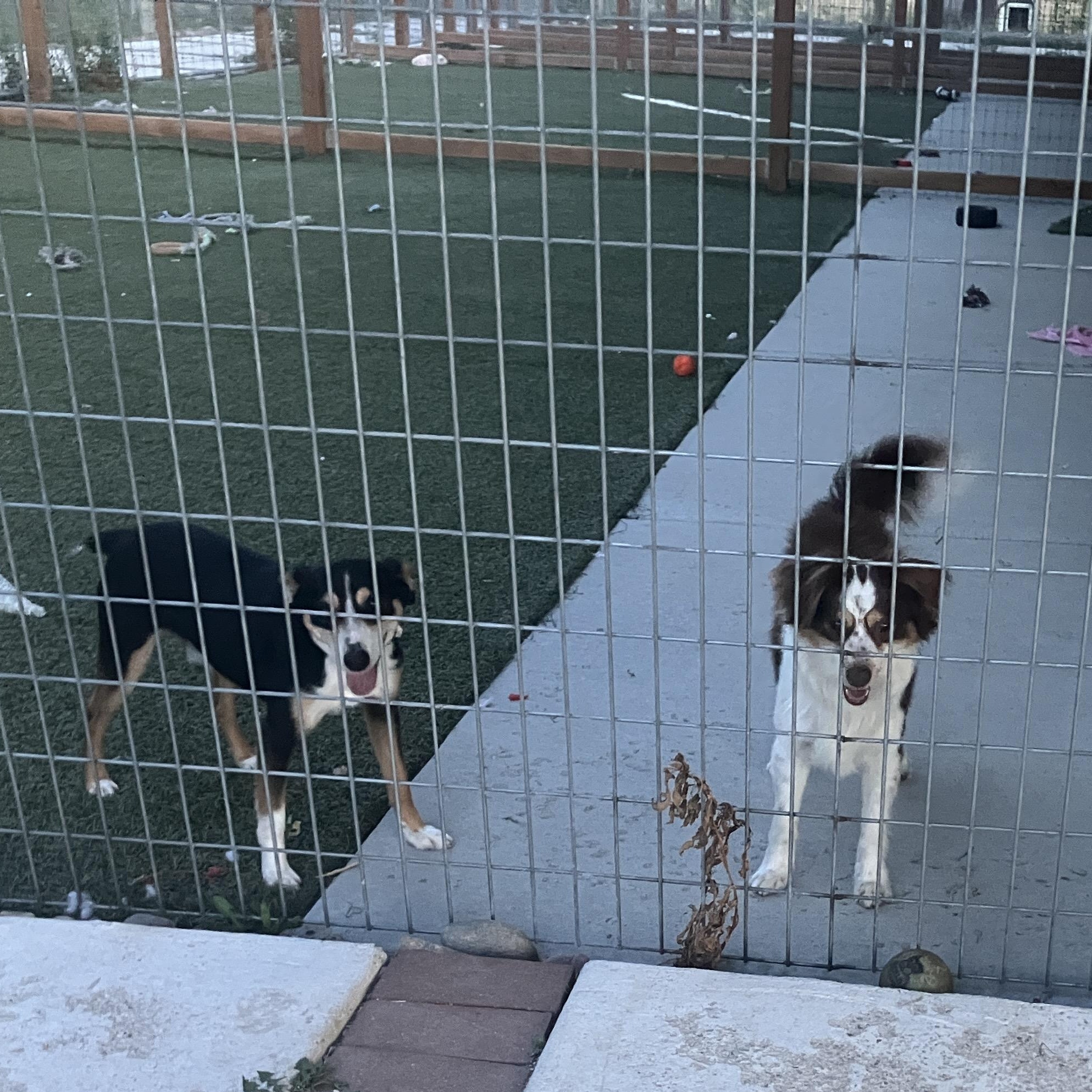 Enlarge Gonzo, a ADOPTABLE mixed breed in St. Anthony, ID image 5/5