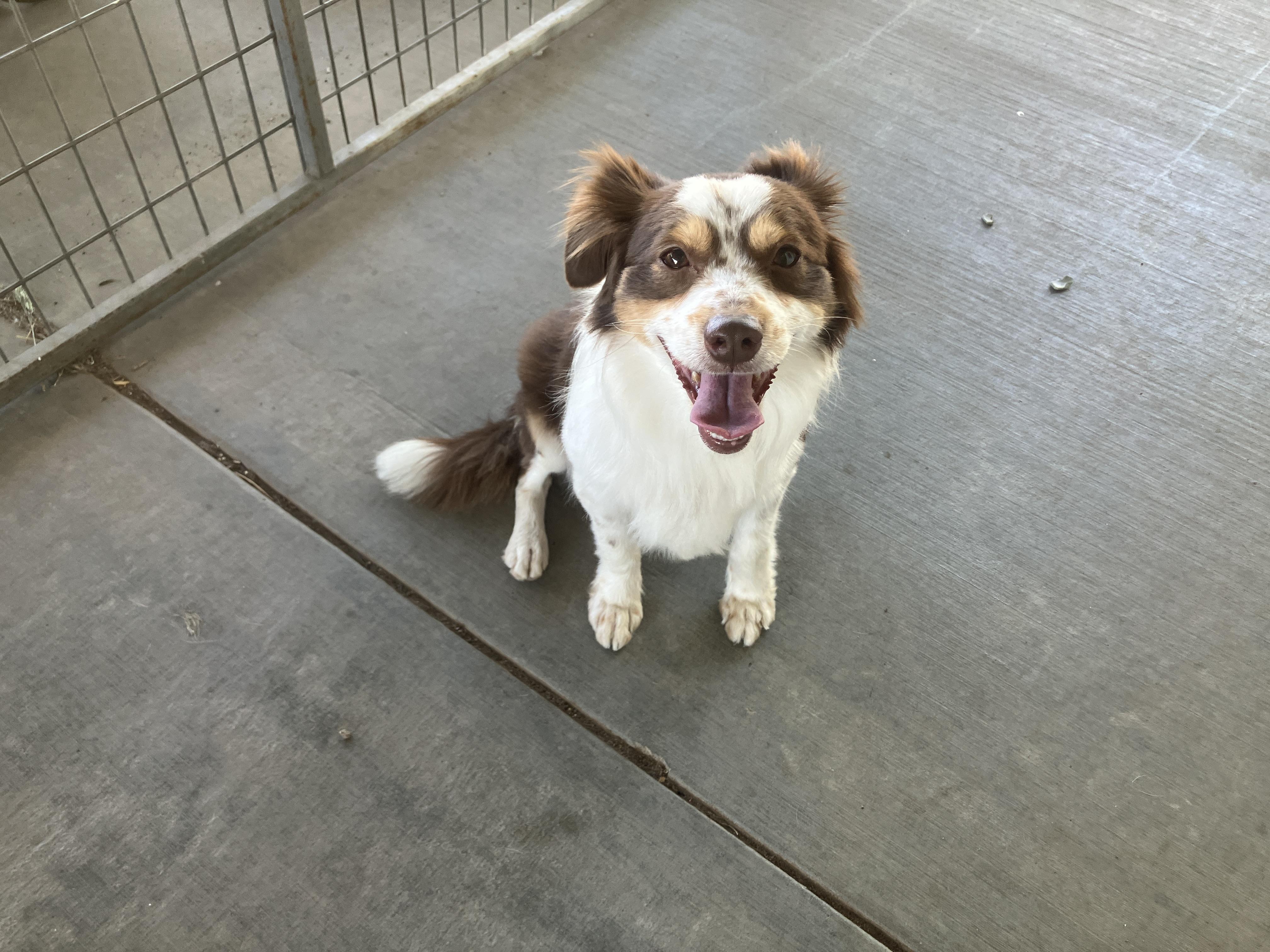 Enlarge Gonzo, a ADOPTABLE mixed breed in St. Anthony, ID image 2/5