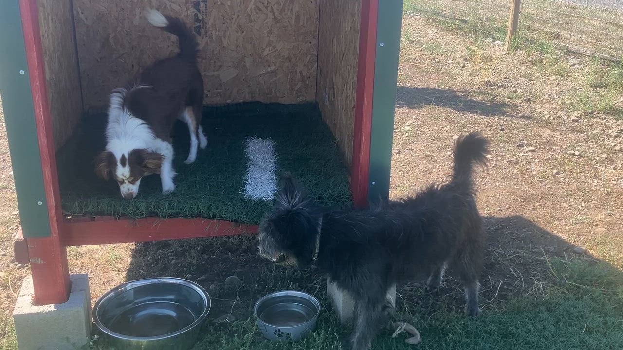 Enlarge Gonzo, a ADOPTABLE mixed breed in St. Anthony, ID video 4/5