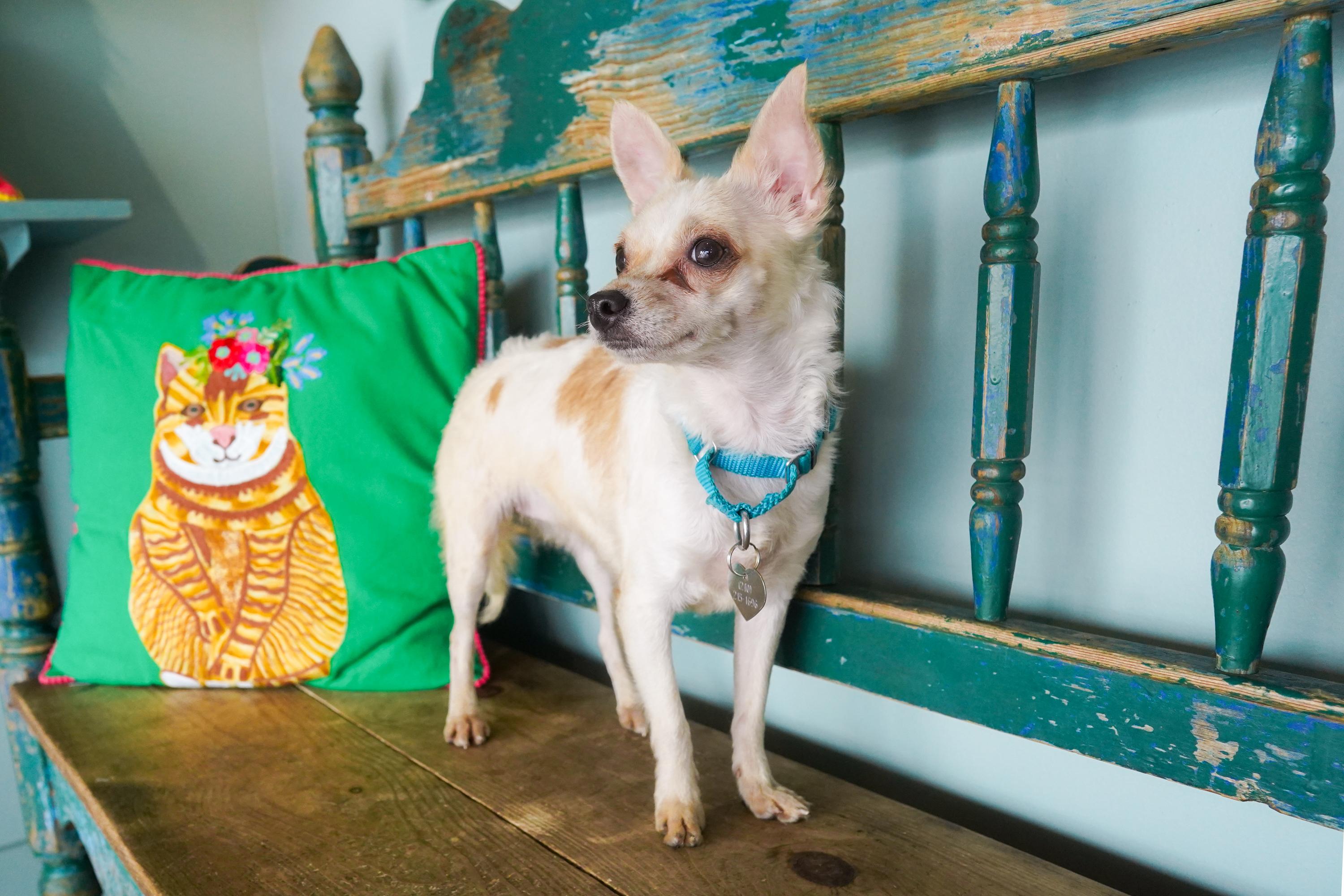 Enlarge Vanilla Bean, a Adoptable mixed breed in San Antonio, TX image 1/2