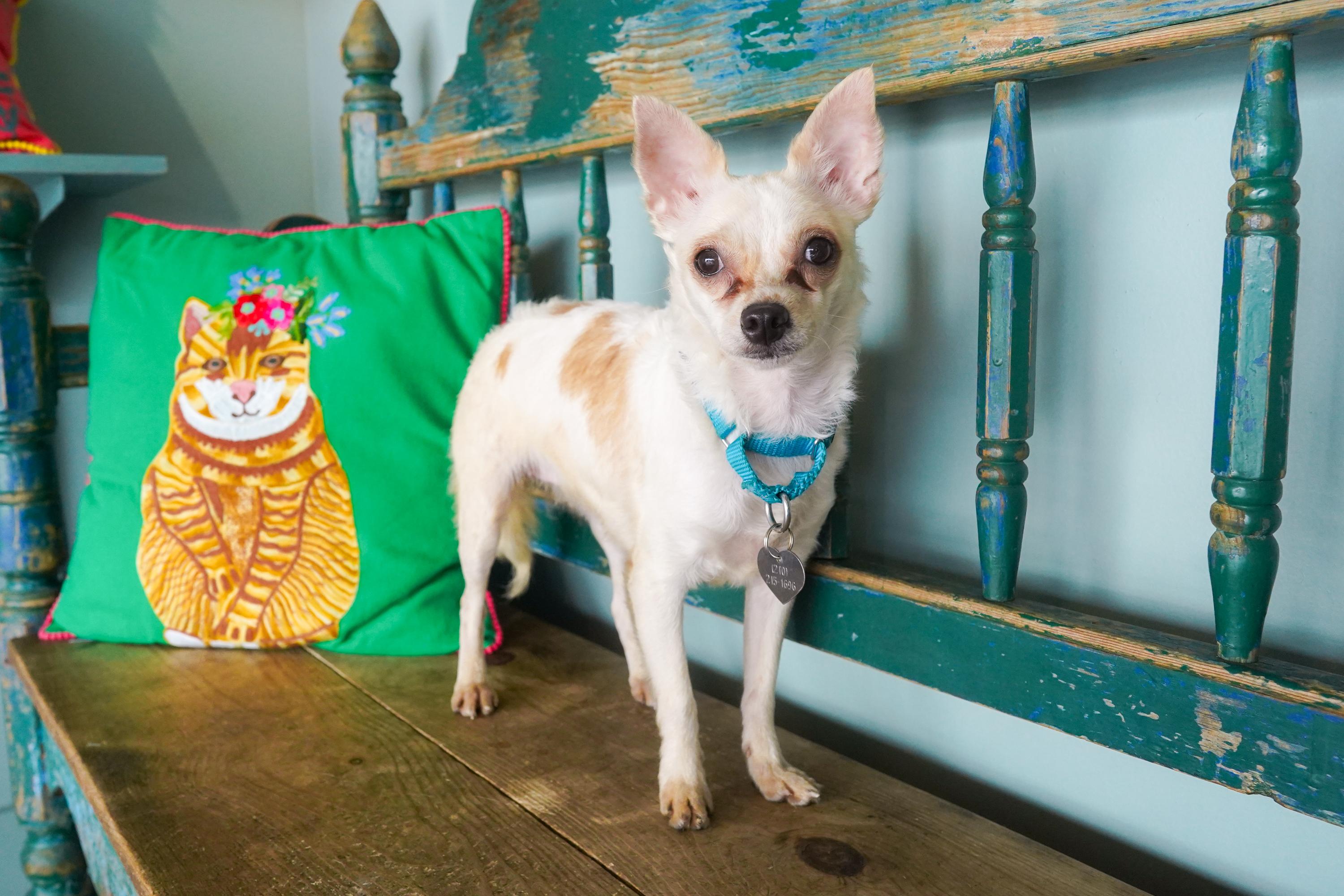 Enlarge Vanilla Bean, a Adoptable mixed breed in San Antonio, TX image 2/2