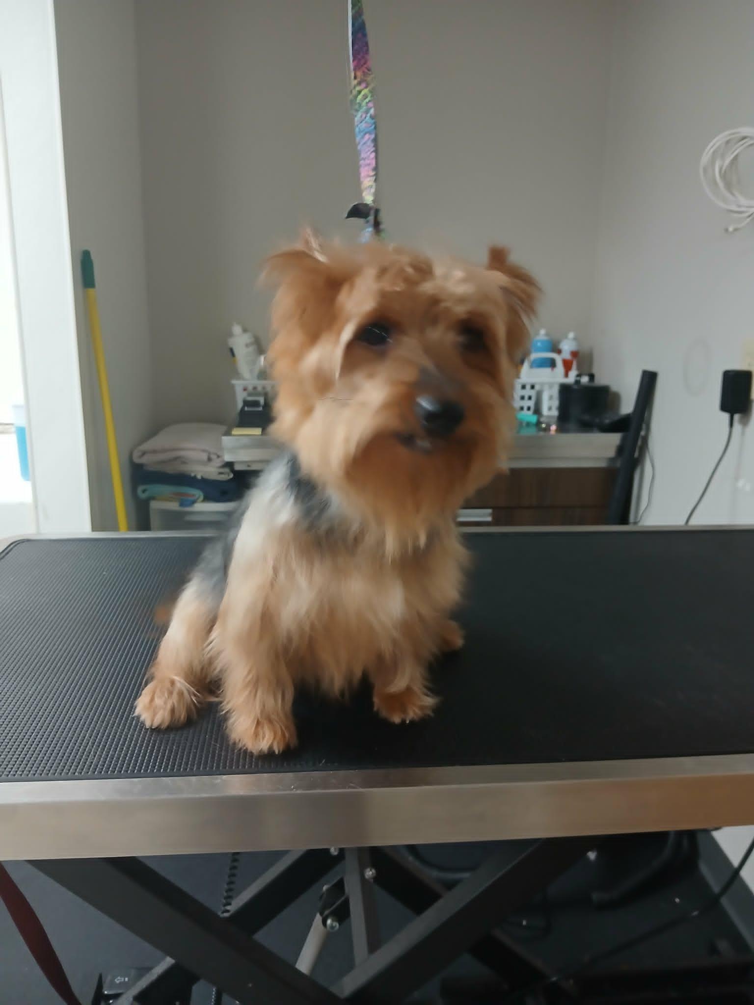 Milo, a ADOPTABLE Yorkshire Terrier in Vernon, CT image 2/6