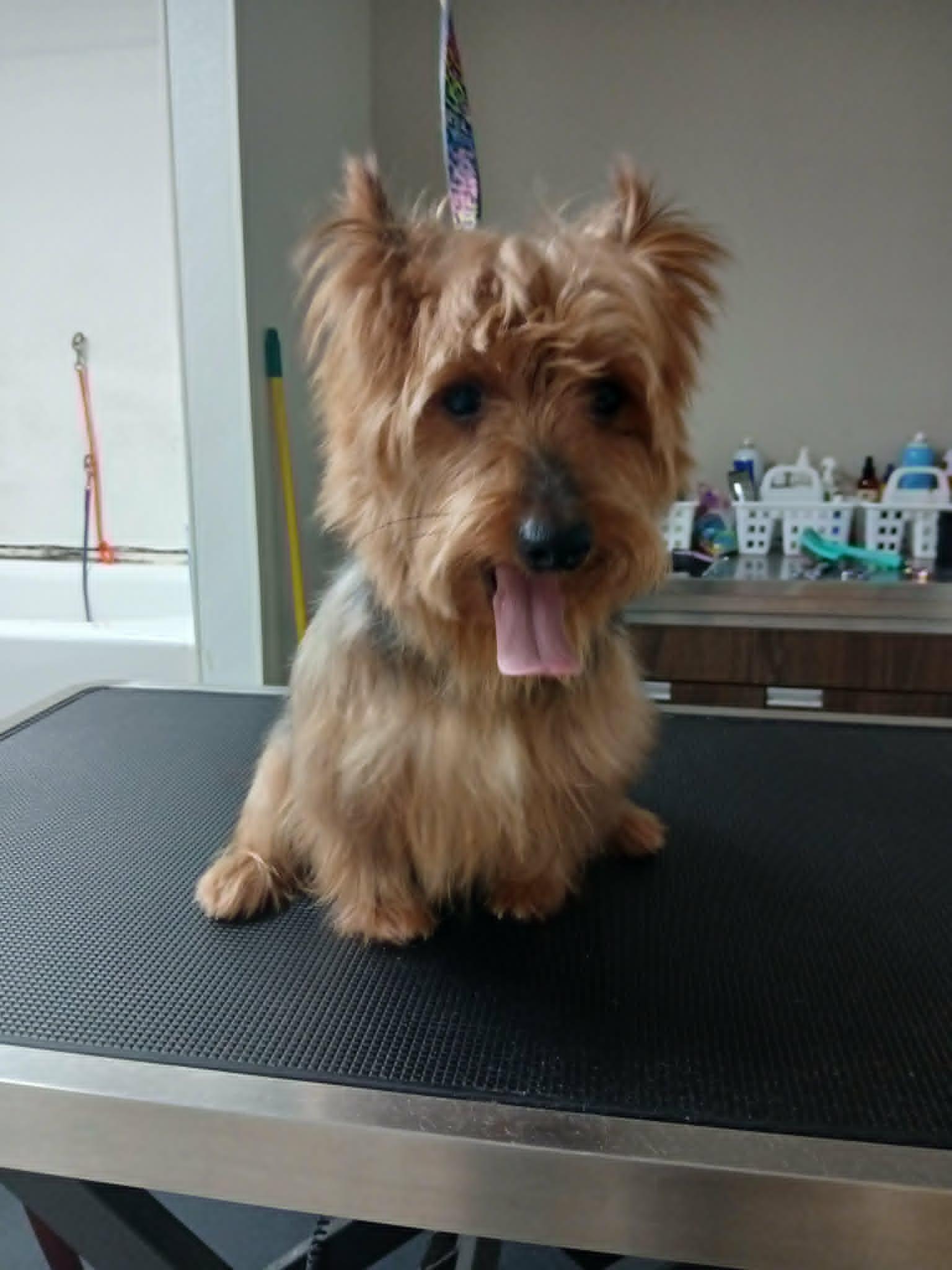 Milo, a ADOPTABLE Yorkshire Terrier in Vernon, CT image 1/6